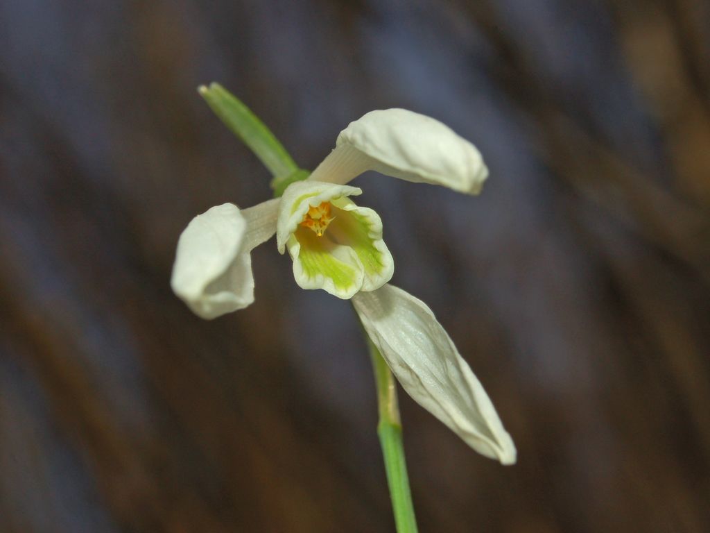 Galanthus nivalis